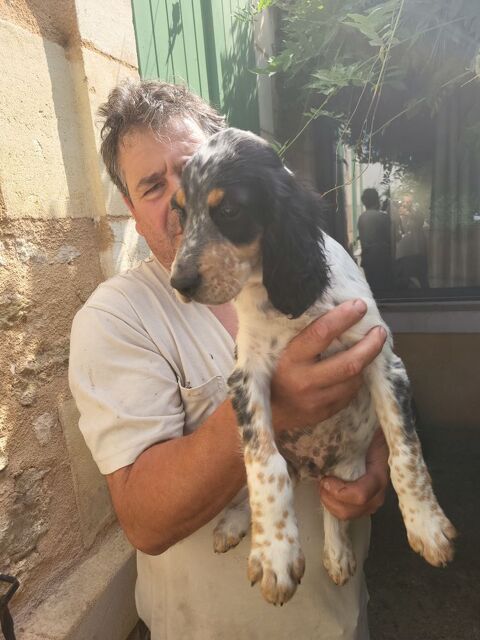 Setters anglais 
750 33860 Reignac