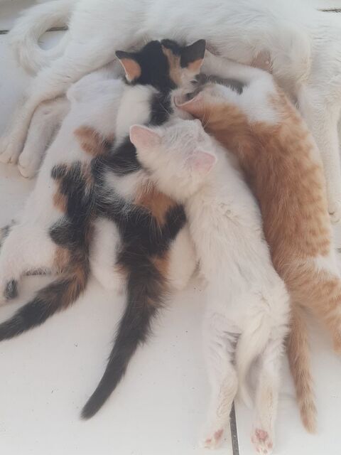 Chatons &agrave; donner, en Martinique 0 97250 Saint-pierre