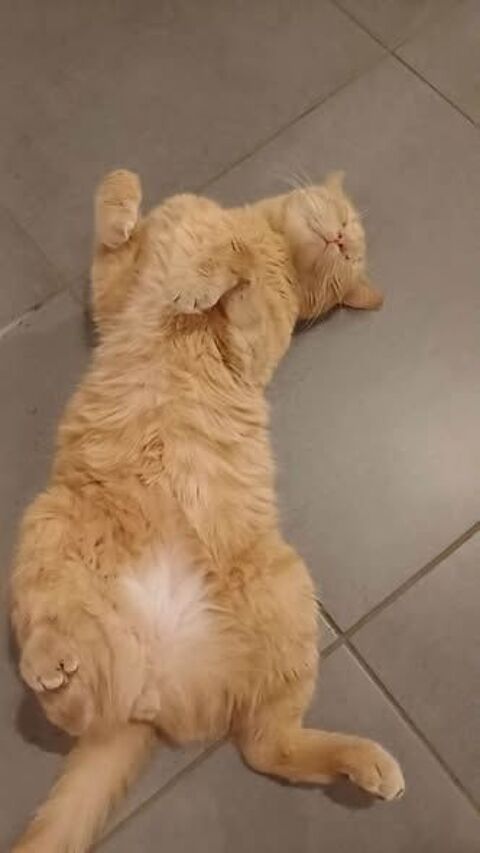 Chat CARAMEL &agrave; l adoption 200 26300 Châteauneuf-sur-isère