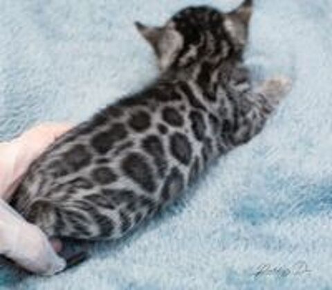  à Réserver Chaton Bengal silver excellent ligne 