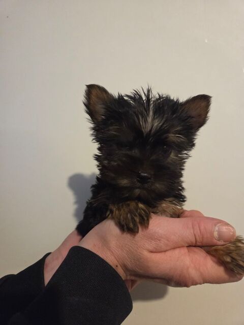 Yorkshire toy 1500 54220 Malz�ville