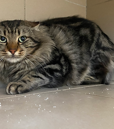 Loulou 200 26700 Pierrelatte