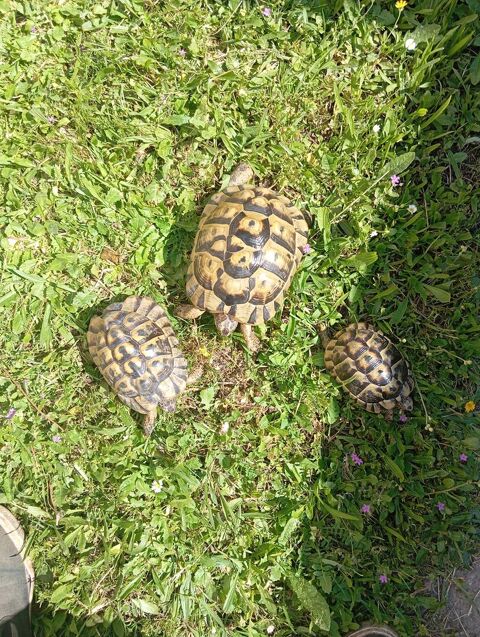 Tortue de terre Grecque 75 34440 Nissan-lez-enserune