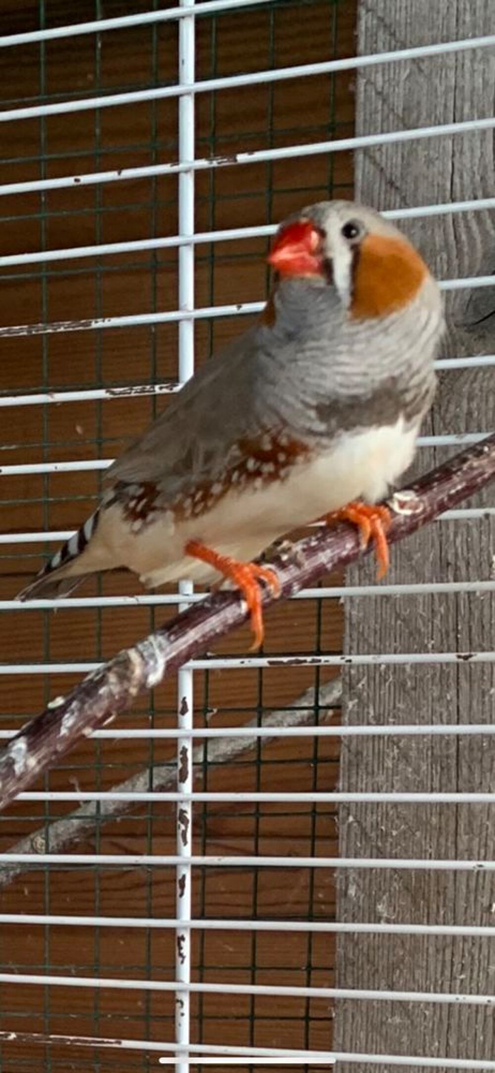 diamant mandarin Sports