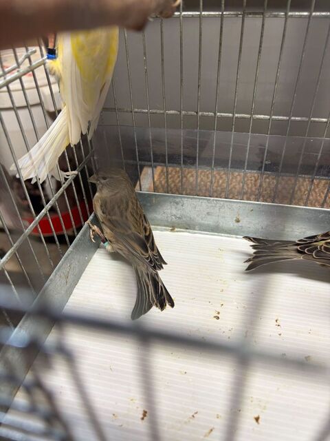 CANARIS 45 71390 Messey-sur-grosne