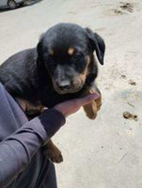   CHIOTS Beaucerons  