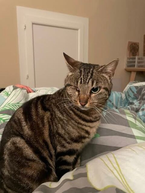 Chat NAMI &agrave; l adoption 200 26790 Suze-la-rousse