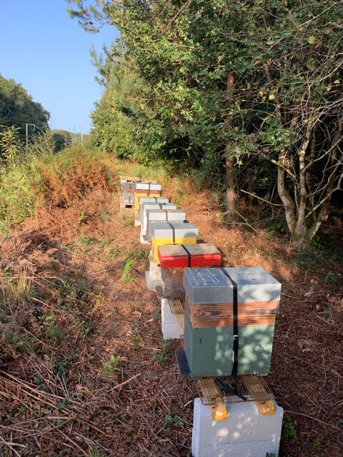 Essaims d'abeilles noires 2023 145 29610 Plouigneau