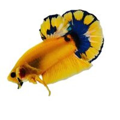   Bettas de selection 