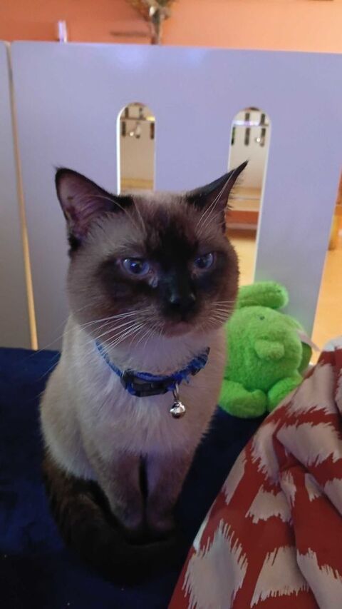 d'animaux 2 chaton 900 67300 Schiltigheim