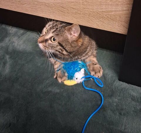 ADONIS 240 91630 Marolles-en-hurepoix