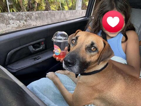 Soly, femelle croisée berger, née le 01/05/2024 380 33000 Bordeaux