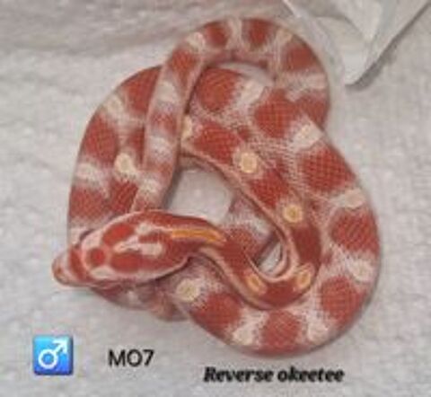   Pantherophis guttatus okeetee/reverse okeetee 