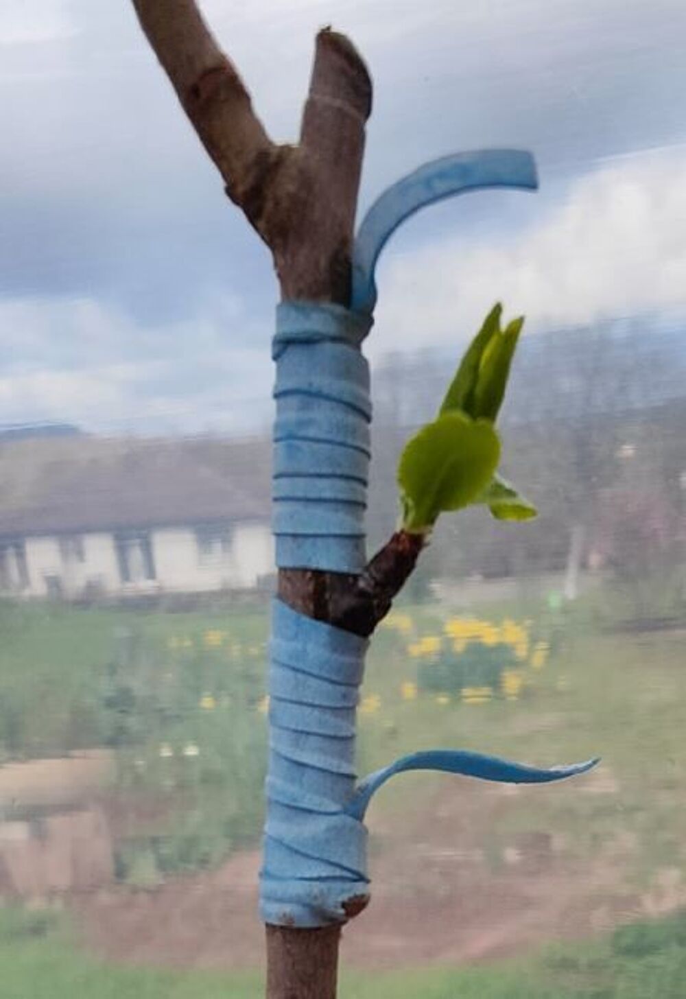 200 Bandelettes &eacute;lastiques pour greffage (FLEXIBAND) Jardin
