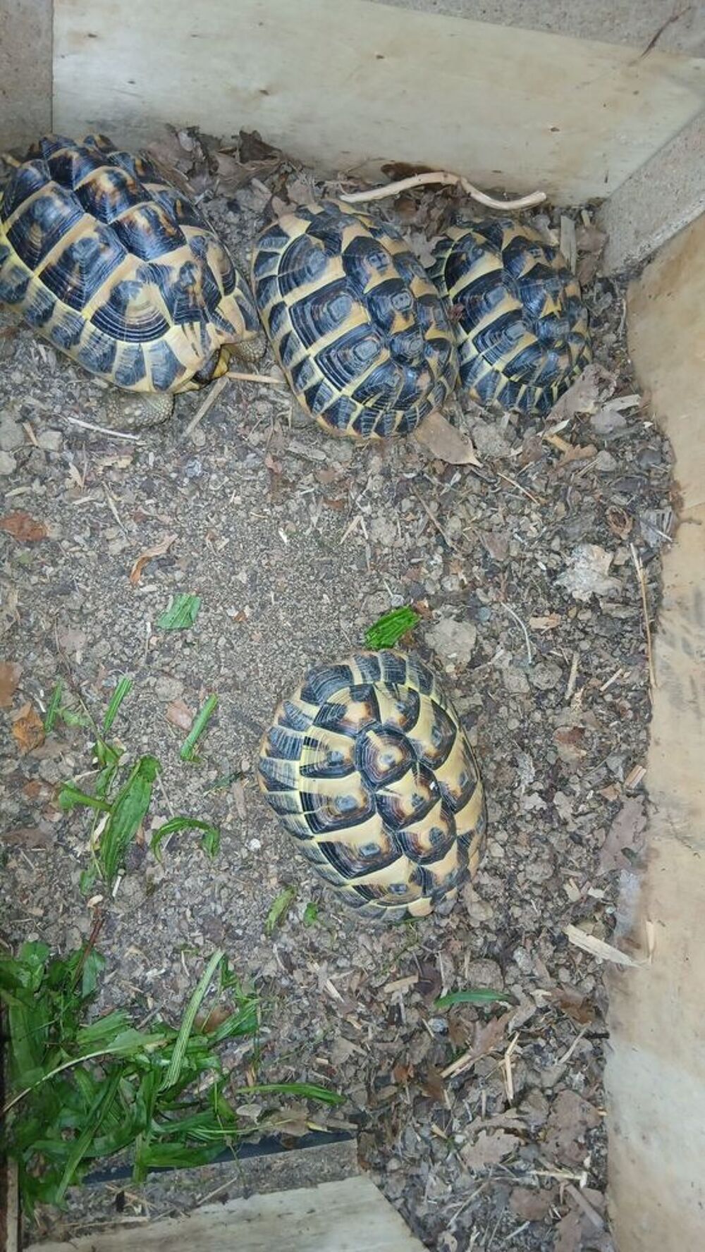   Tortue de terre 