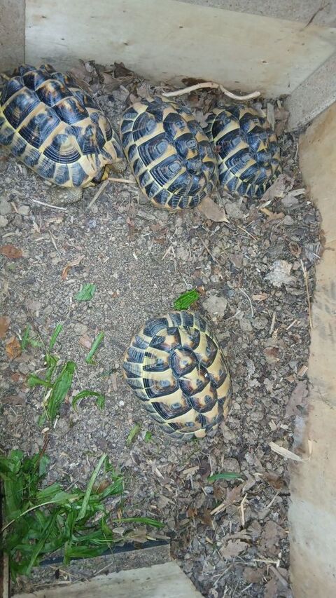 Tortue de terre 150 07100 Annonay
