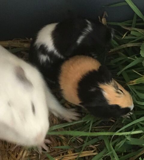 femelles cochons d'Inde 15 79600 Airvault