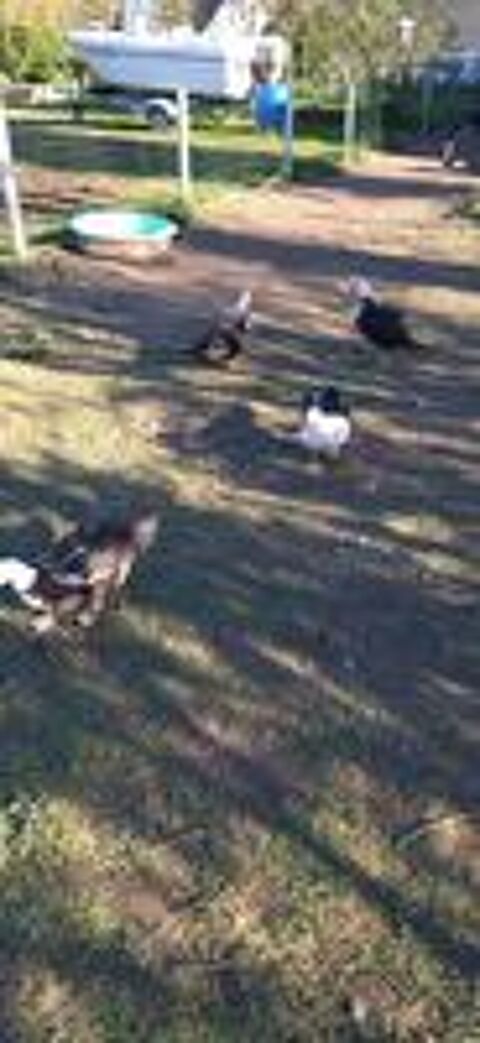    canards barbarie et pigeons texans 