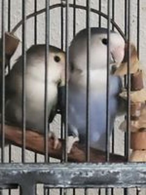    couple ficher  