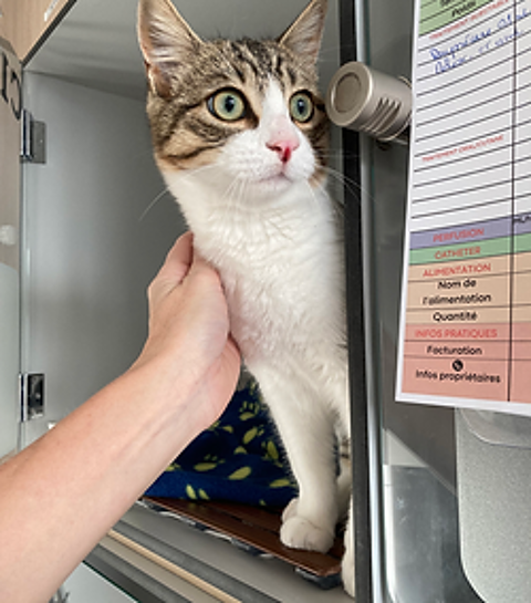 Pippin 200 26700 Pierrelatte