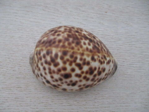 collection de coquillage 10 Castres (81)