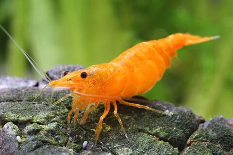 Crevettes d'aquarium Orange Sakura 0 44120 Vertou