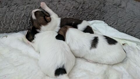 3 chiots papillon Adorables  chiots &Eacute;pagneul Nain Continenta 1700 78540 Vernouillet