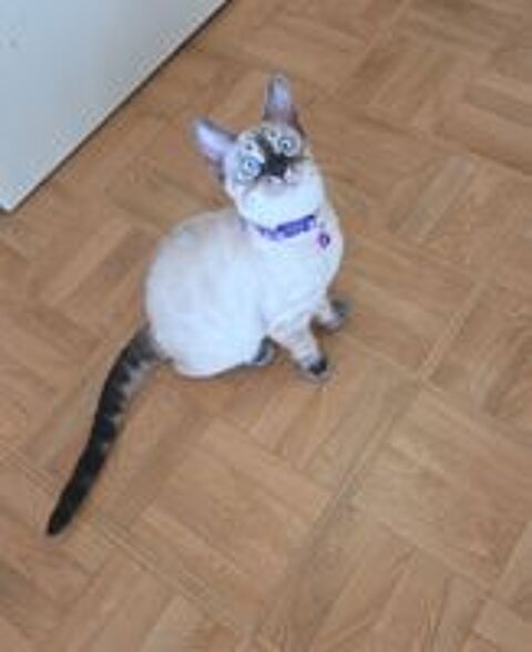   Chatons Bengal Snow LOOF  