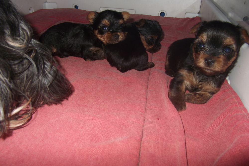  MAGNIFIQUE CHIOTS YORKSHIRE TERRIER 
