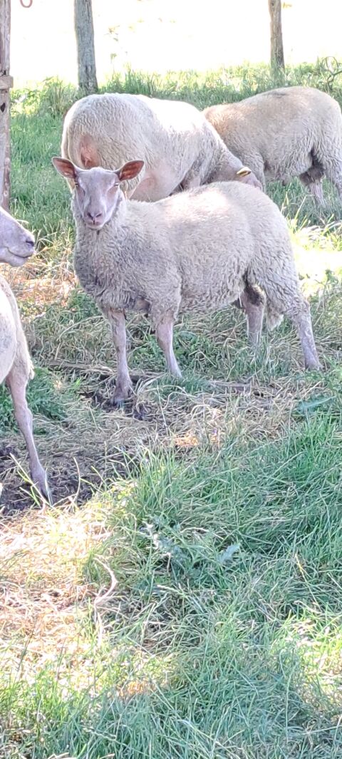 Agneaux 50 19700 Seilhac