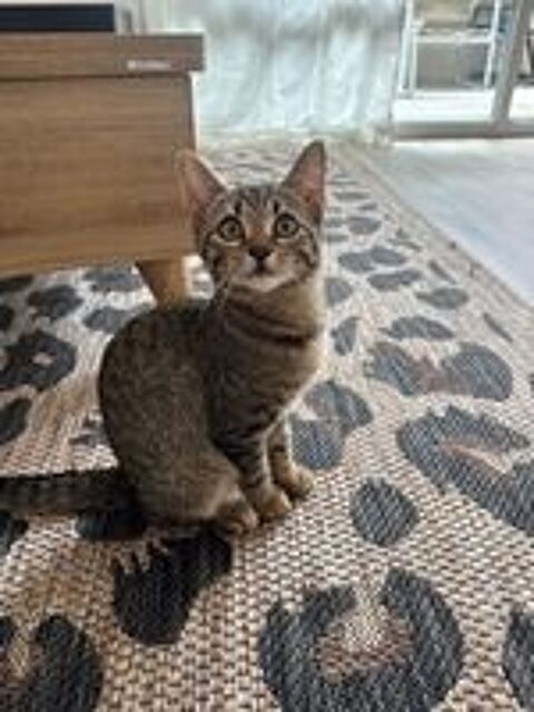   Opale,4 mois, cherche un bon foyer  
