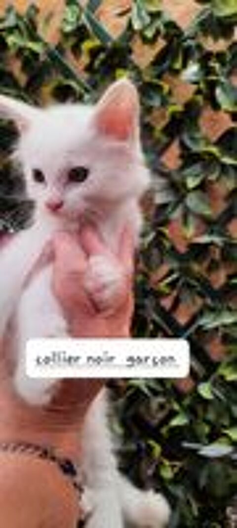   Avendre adorables chatons Maine coon  