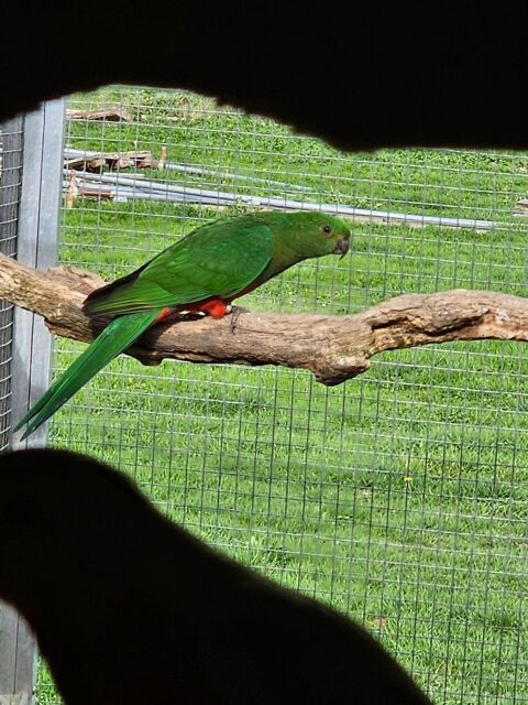 Couple de perruche royal  0 53290 Saint-denis-d'anjou