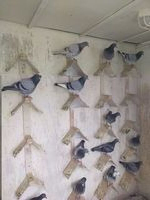   Pigeon voyageur 