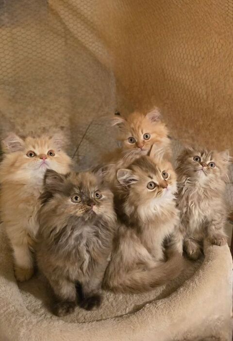 3 CHATONS British longhair LOOF  1200 64140 Lons