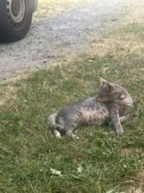   Chat enceinte 2de 2 mois 