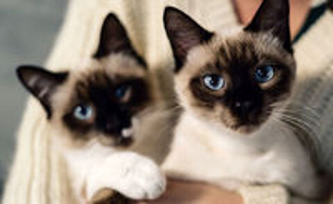   Chaton femelle  