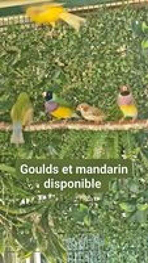   Diamant mandarin et Diamant de goulds  