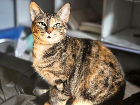 KATE 210 76220 Ferrires-en-bray