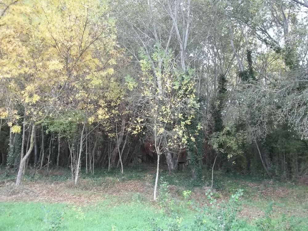 Location Terrain Terrain de loisir ou jardin potager en bordure rivière Béziers