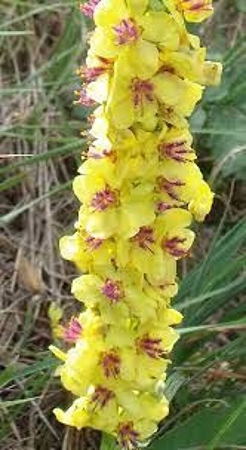 belles plantes non gelives a petits prix 3 Maisons-Alfort (94)