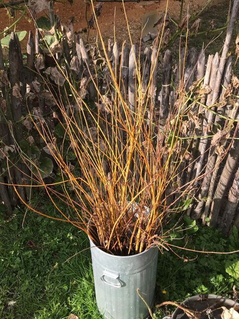 Boutures de saule 3 Moirans (38)