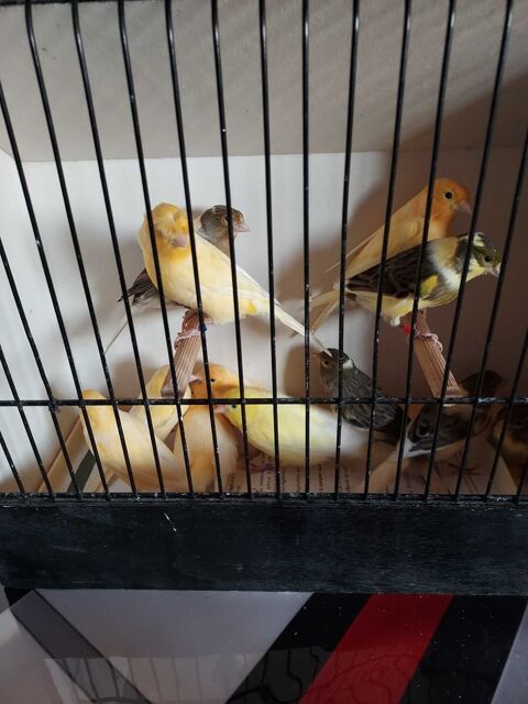 Canaris+chanteurs+et+reproducteurs 30 14230 La cambe