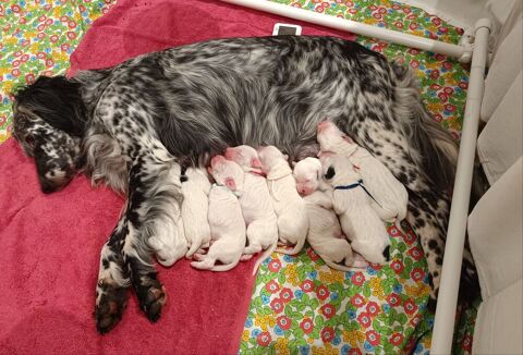 beaux chiots setter anglais 1 56890 Saint-avé