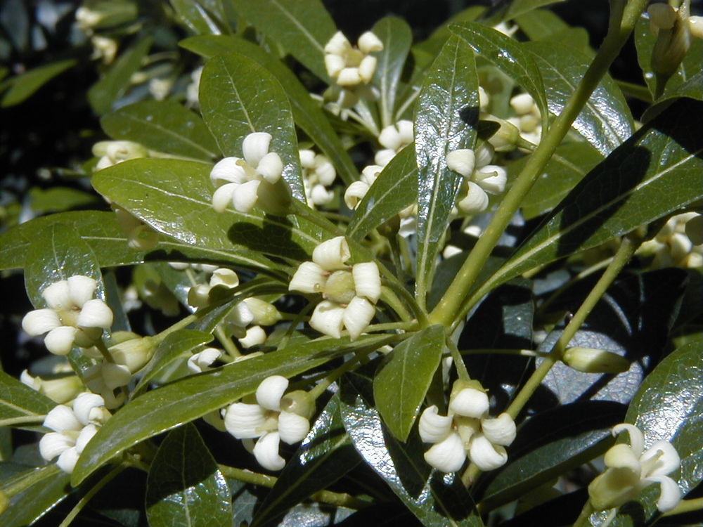 Arbuste rustique et persistant Pittosporum 'Tobira' Jardin