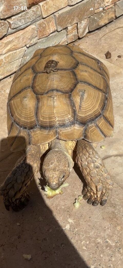 tortue sulcata 1300 Chateau Gombert (13)