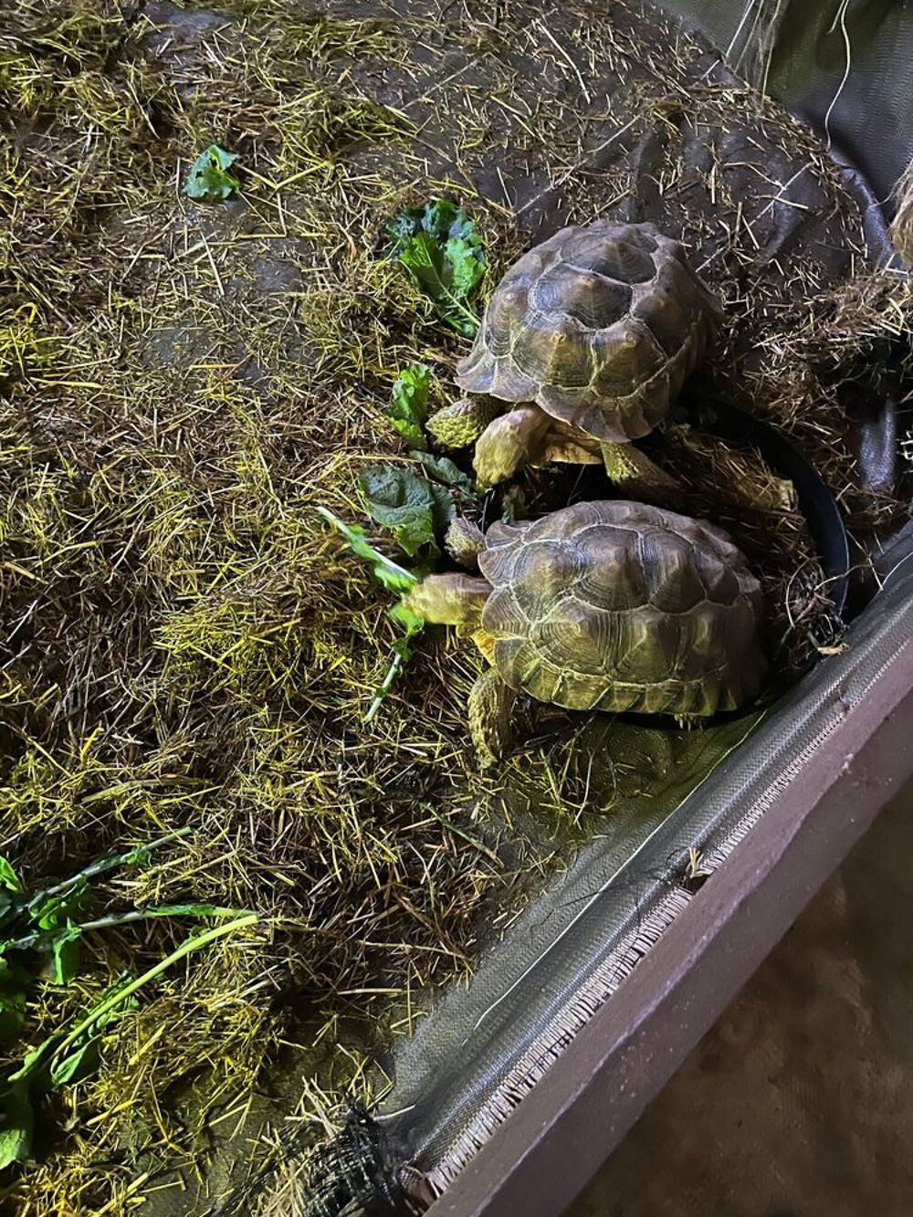   Couple de tortues  