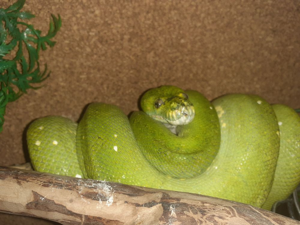   Morelia viridis  