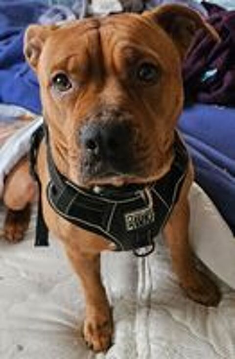   Mora, chienne croisée Staffordshire terrier à adopter 