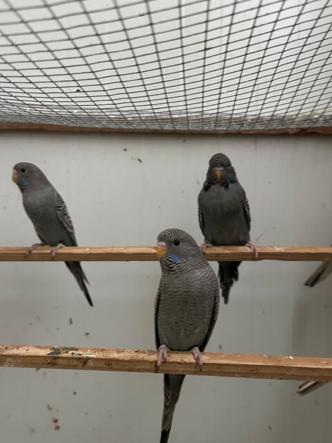 Diverses perruches bagu&eacute;es 2025 anglaises et couleur  30 24000 P�rigueux